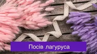 Посев лагуруса (заячьи хвостики) - выращиваем сухоцветы.