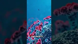 Evolution of Multicellular Life
