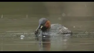 Little grebe collecting food |&nbsp;Slow Motion (FULLHD)