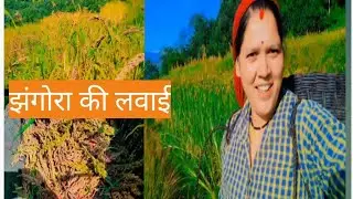 मडुआ और झंगोरा भी पक चुके हैं पहाड़ों में।#gairsain #garwalivlog#Pahari lifestyle