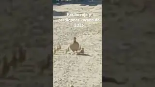 Perdiz y perdigones en el verano de 2025