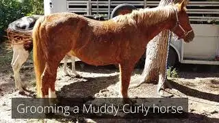 Grooming a muddy curly horse - Testing out all the brushes in the Arsenal to see which one works