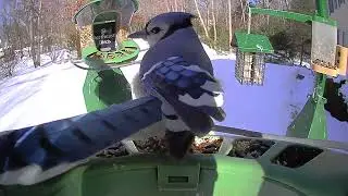 Super Triple Feeder in Sub-Zero New England! Feeding birds in winter helps them survive!