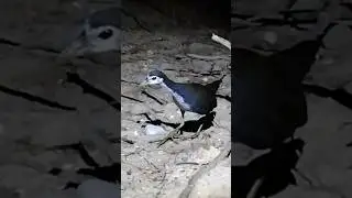 Mp3 burung ruak ruak
