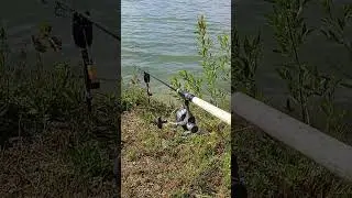 VOLLRUN! Carp beauty! Spiegler gab alles! #fishing #viralvideo #carp #fyp #carpfishing