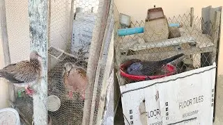 Easy Ways Of Breeding Malay Doves