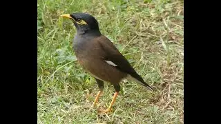 台北の公園にいた侵略的な外来種「インドハッカ」 / The invasive Common Myna spotted in a park in Taipei