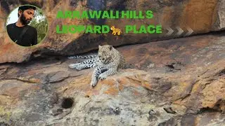 Aravalli Hill's Struggle Life Of Animals  #gurgaon #india #leopard #jungle #life #animals