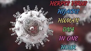 HERPES VIRUS HIJACKS HUMAN DNA IN ONE HOUR
