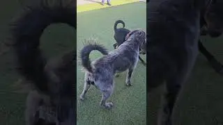 FOCCAS adoptable dog Kipper plays with big dog Doozy1