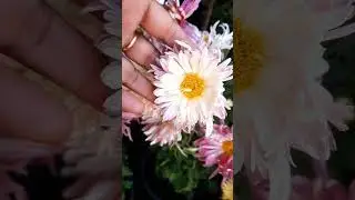 🌱🥰winter flower plants 🪴 #gardening #gardenplants #ytshorts