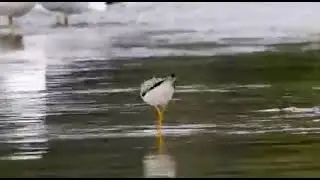 Petit Chevalier - Lesser Yellowlegs - Tringa flavipes
