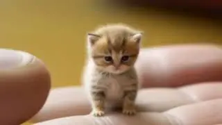 Song Kitten Lilliputian looks at me
