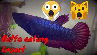 Betta eating mosquito insect [HD Cinematic]