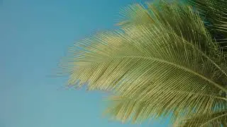 Alexis & Steven: aruba beach wedding decor