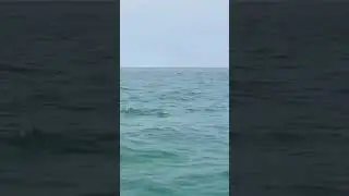 Ultra rare pink dolphins caught on camera. | Serene sights