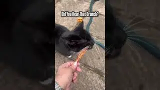 Even Cats Love This Crunchy Chicken Jerky! 🐾 | Natural Dog Treats India | Wiggles N Nibbles