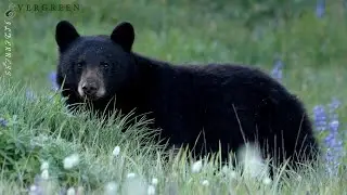 Black Bears | Olympic Peninsula