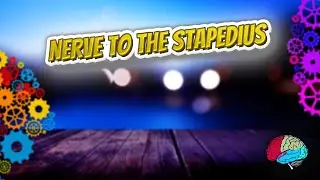 Nerve to the stapedius - Know It ALL 🔊✅