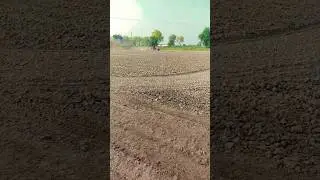 Modern Mustard Cultivation in Pakistan | 385 Massey Ferguson with Laser Leveling 4K Video
