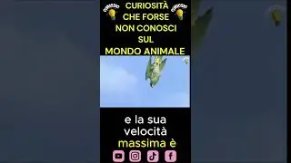 falco pellegrino in picchiata! 330 km/h !😨