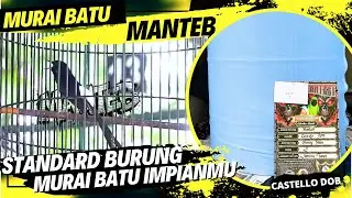 Murai Batu MANTEB, Hutan, Durasi Kerja, Burung Desa Rejeki Kota‼️