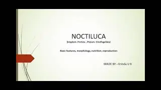Noctiluca -features, morphology, reproduction, nutrition, formation of noctiluca, important features