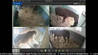 Country Life Foaling Cameras