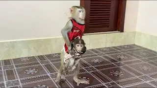 Brother Sovan Walk To Take Sister Kobie To Mom Very Sweet & Gentle To Play Together ,