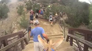 My 2019 Buena Vista Pack Burro Race