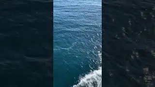 Striped dolphin