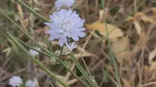 שלמון יפואי طردان Cephalaria joppensis