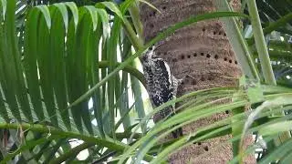 Pic macul&eacute; - Yellow-bellied Sapsucker - Sphyrapicus varius