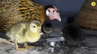 Hen hatches eggs of duck | Hen Hatching Duck Eggs | Duck Eggs Hatching | Ducks Reproduction Process