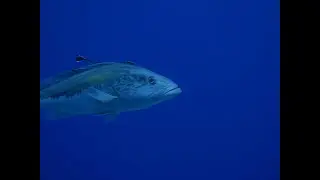 Fish diversity monitoring in Marine Protected Area (Kaş, Antalya)