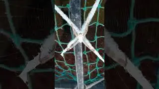 design of spider web