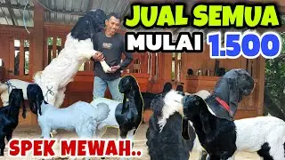 ADA YANG HARGA MURAH LAGI‼️UPDATE HARGA KAMBING SUPER KOMPLIT..