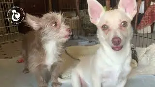 Duncan | Available For Adoption