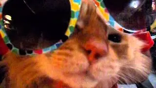 Cat Playing The Drums..Intro!!!