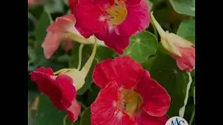 Nasturtium Tip Top Rose