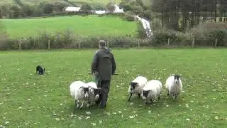 Dot. Lot Number 101 Skipton Dog Auction 28th Oct 2016