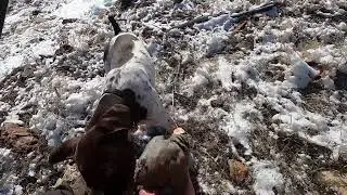 30 Minutes of Utah Chukar Hunting and Me Talking To Myself