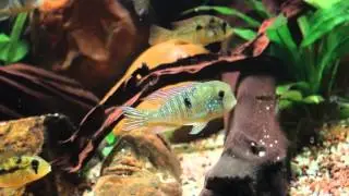 Gymnogeophagus Kingdom