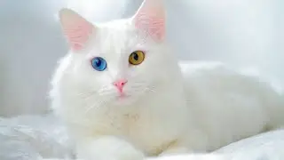 Cat vs flock of sheep । cat's attitude #shorts #short #shortvideo