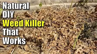 Home Made DIY Weedkiller That Really Works (and Costs Pennies!)