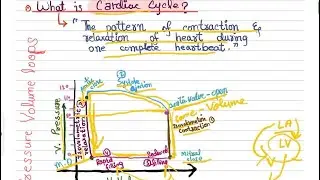 Cardiac Cycle | Pressure Volume Loops | CVS Physiology Lec #08 | USMLE FirstAid Step 1 in Urdu/Hindi