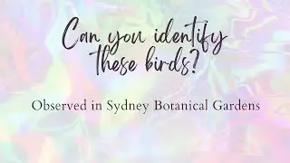 Birds of Sydney Botanical Gardens