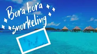 Bora Bora Pure snorkeling by reef discovery adventure. Snorkel among coral, fish, Rays, sharks, etc!