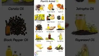Plant ☘️ and Animals Oil /Types of Oils @shabad_hulare #oil  #typesofoils