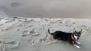 Brody The Dog Climbs The Great Sand Dunes AUG 6 2021